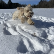 Cockapoo blonde dans la neige