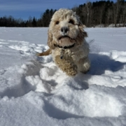 Cockapoo blonde dans la neige