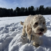 Cockapoo blonde dans la neige