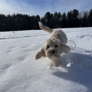 Cockapoo blonde dans la neige