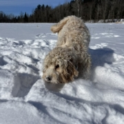 Cockapoo blonde dans la neige