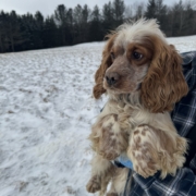 Cocker Blanc et Roux dans la neige