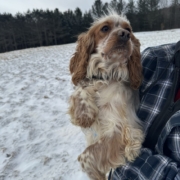 Cocker Blanc et Roux dans la neige