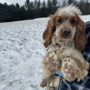 Cocker Blanc et Roux dans la neige