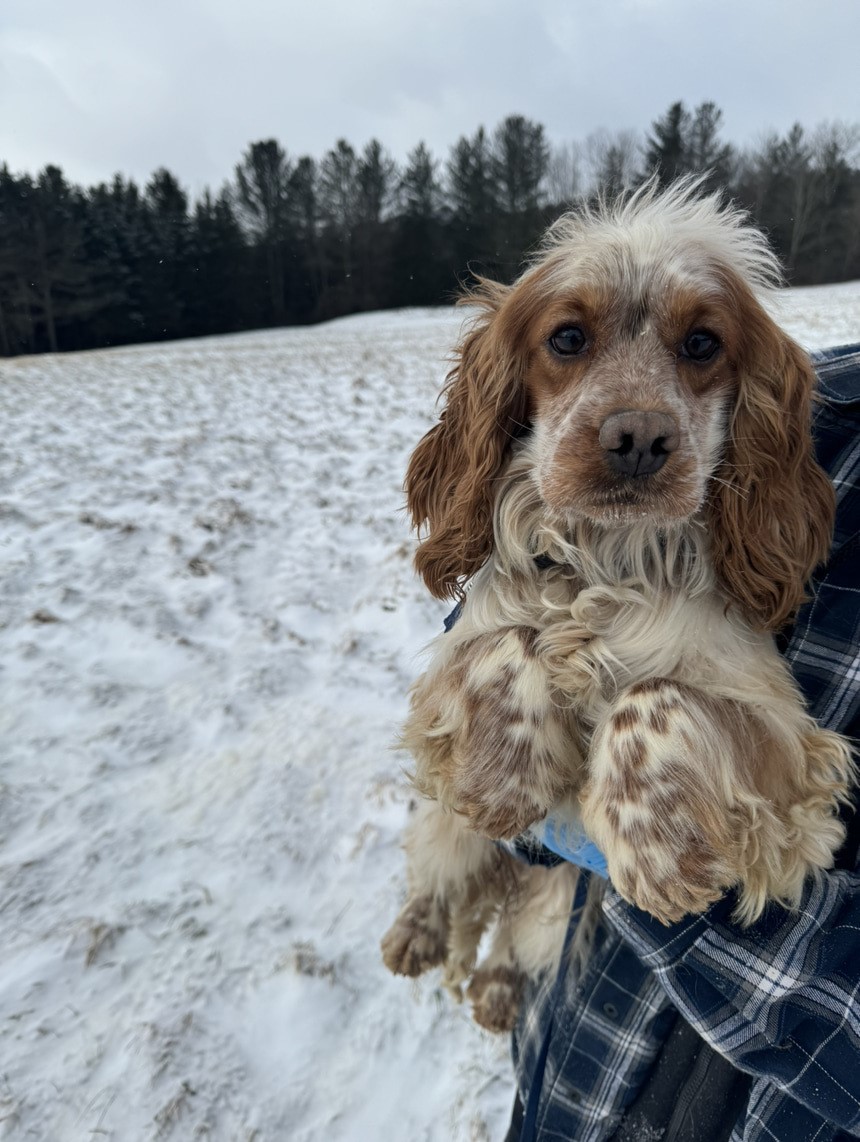 Cocker Blanc et Roux dans la neige