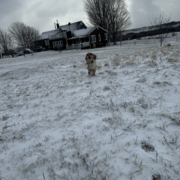 Cocker Blanc et Roux dans la neige