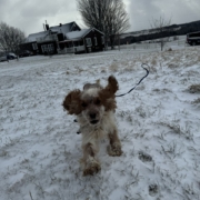 Cocker Blanc et Roux dans la neige