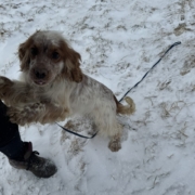 Cocker Blanc et Roux dans la neige