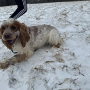 Cocker Blanc et Roux dans la neige