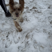 Cocker Blanc et Roux dans la neige