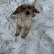 Cocker Blanc et Roux dans la neige