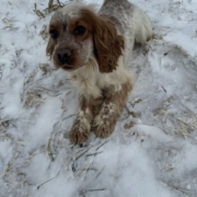 Cocker Blanc et Roux dans la neige