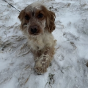 Cocker Blanc et Roux dans la neige