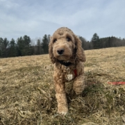 Cockapoo Roux dans l'herbe