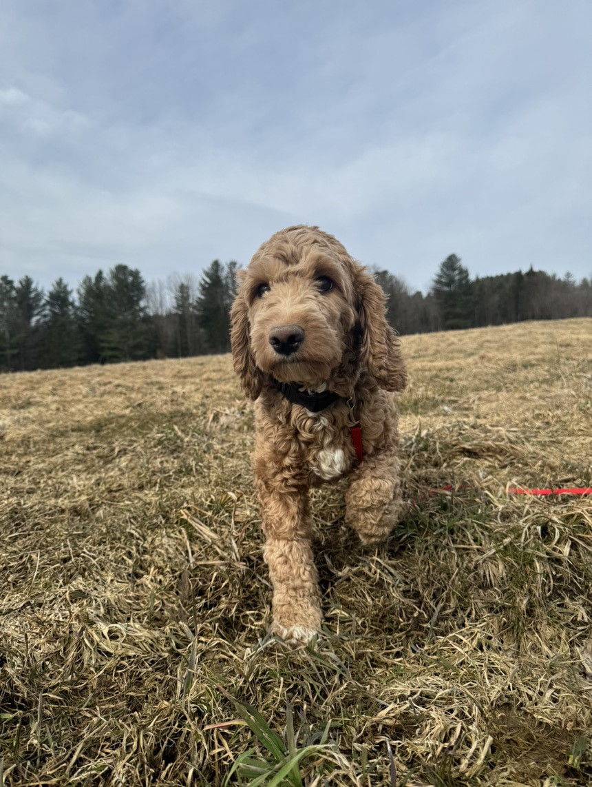 Cockapoo Roux dans l'herbe