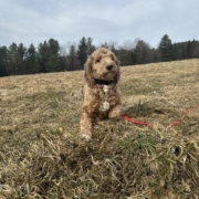 Cockapoo Roux dans l'herbe