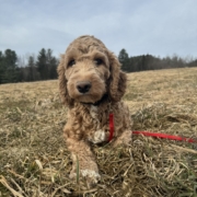 Cockapoo Roux dans l'herbe