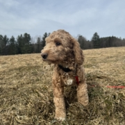 Cockapoo Roux dans l'herbe