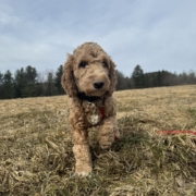 Cockapoo Roux dans l'herbe