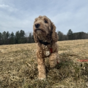 Cockapoo Roux dans l'herbe