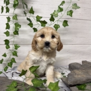 Havacos F1 Ginger 7 (2)