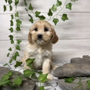 Havacos F1 Ginger 7 (3)