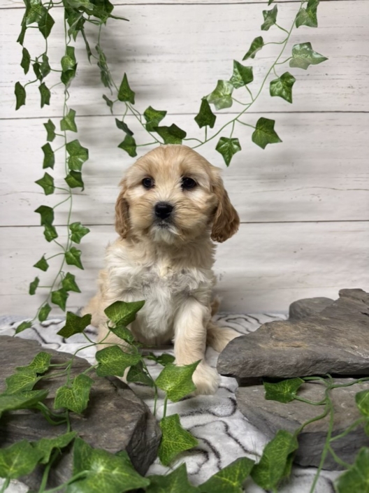 Havacos F1 Ginger 7 (3)