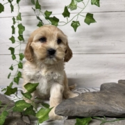 Havacos F1 Ginger 7 (4)