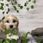 Havacos F2 Ginger 7 (1)