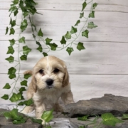 Havacos F2 Ginger 7 (3)