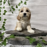 Havacos F2 Ginger 7 (4)