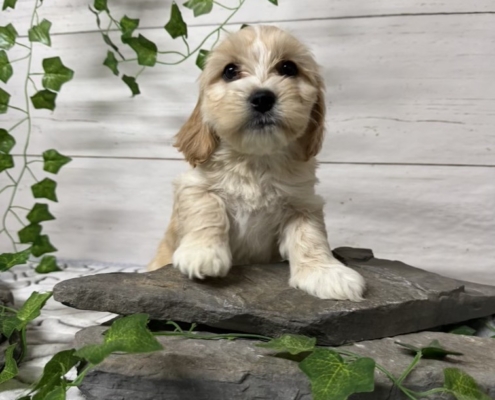 Havacos F2 Ginger 7 (4)