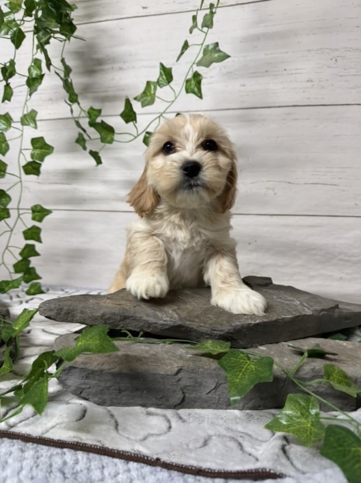 Havacos F2 Ginger 7 (4)