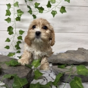 Havacos F3 Ginger 7 (1)