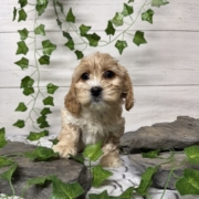 Havacos F3 Ginger 7 (3)