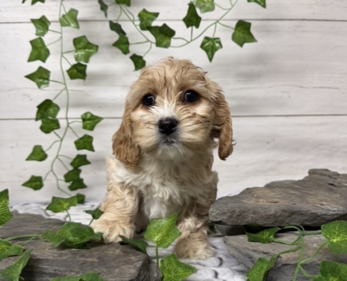 Havacos F3 Ginger 7 (3)