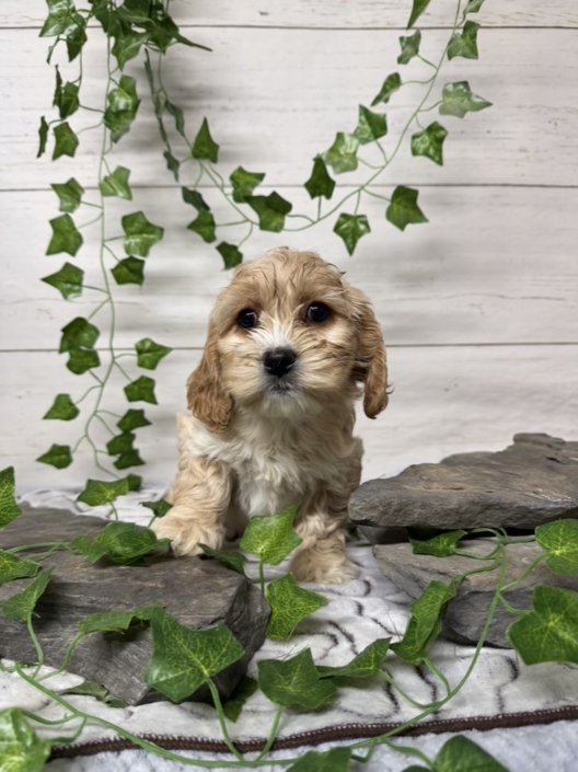 Havacos F3 Ginger 7 (3)