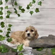 Havacos F3 Ginger 7 (4)