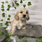 Havacos M1 Ginger 7 (1)