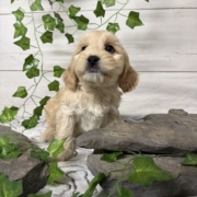 Havacos M1 Ginger 7 (2)