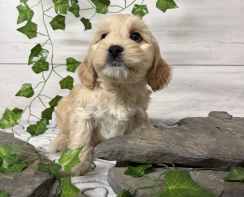 Havacos M1 Ginger 7 (2)