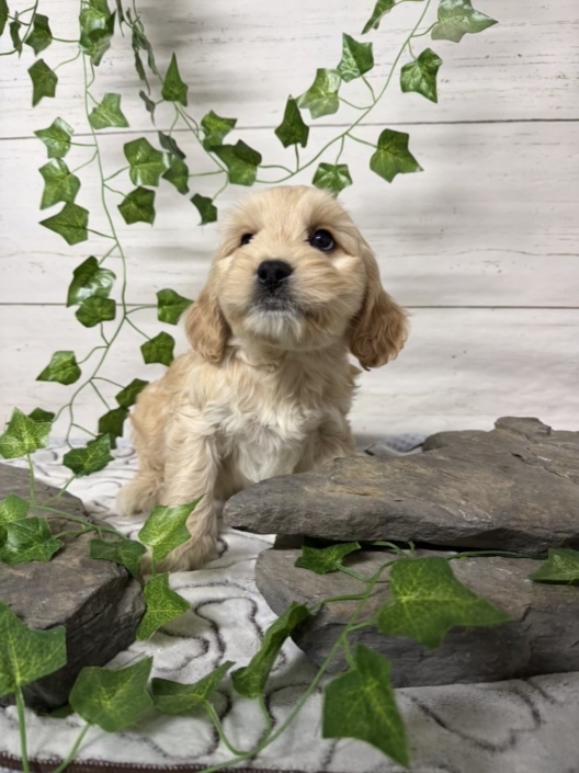 Havacos M1 Ginger 7 (2)