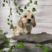 Havacos M1 Ginger 7 (4)