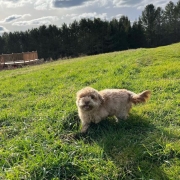 Bichon Havanais roux dans l'herbe