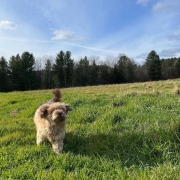 Bichon Havanais roux dans l'herbe