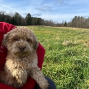 Bichon Havanais roux dans l'herbe