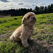 Bichon Havanais roux dans l'herbe