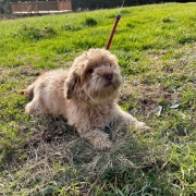 Bichon Havanais roux dans l'herbe