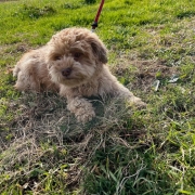 Bichon Havanais roux dans l'herbe