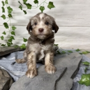 Havanais F1 Pouding 7 (2)